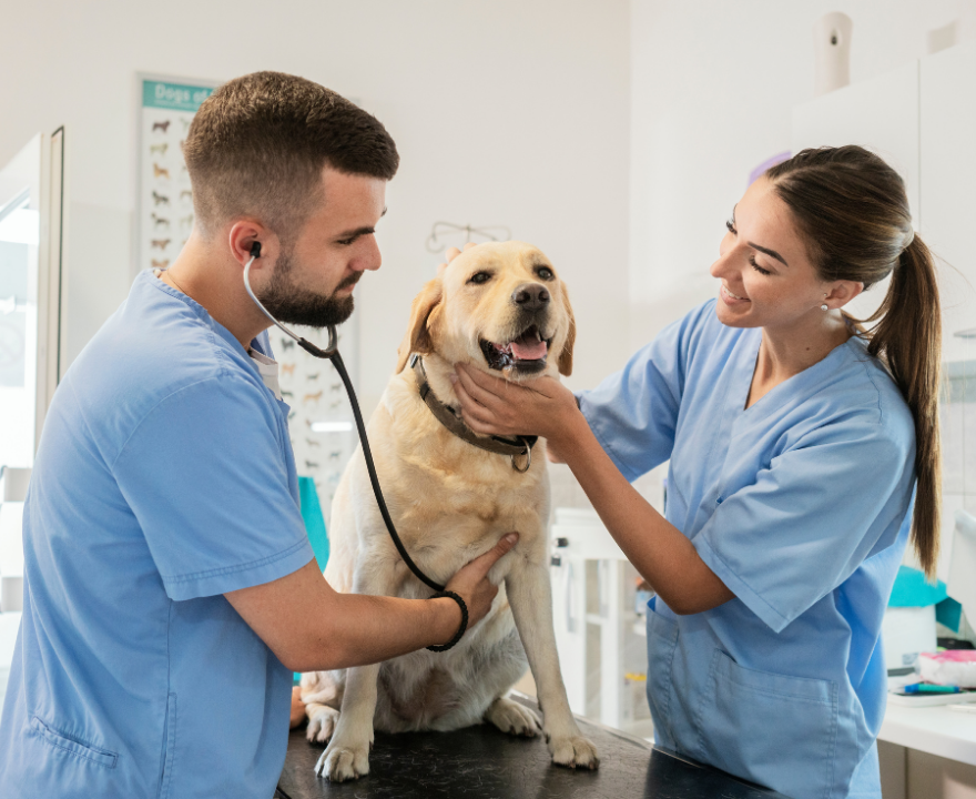 Ambito veterinario